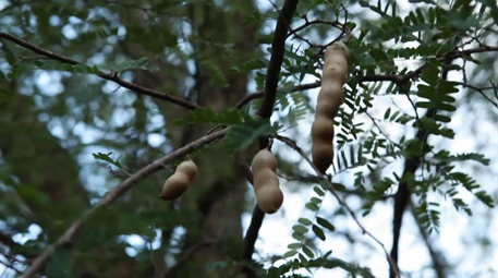 Tamarind fruit